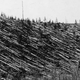 Árboles calcinados y derribados en el patrón circular descrito por Kulik. Wikimedia Commons